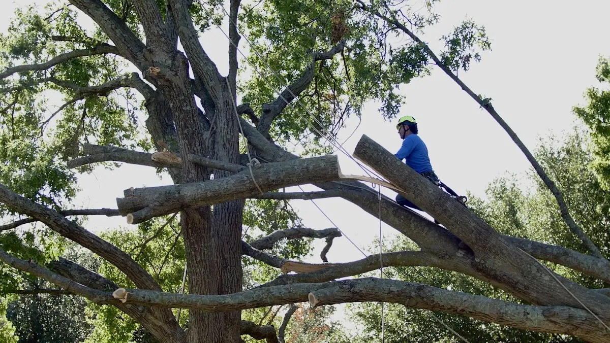 Professional Hazardous Tree Removal performed by certified arborists in Chamois