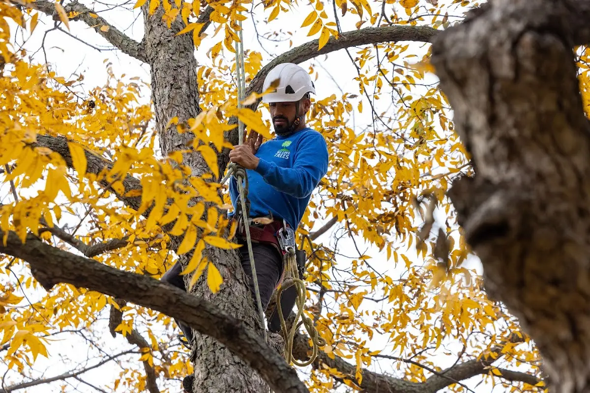 Skilled Tree Planing crew working in Chamois