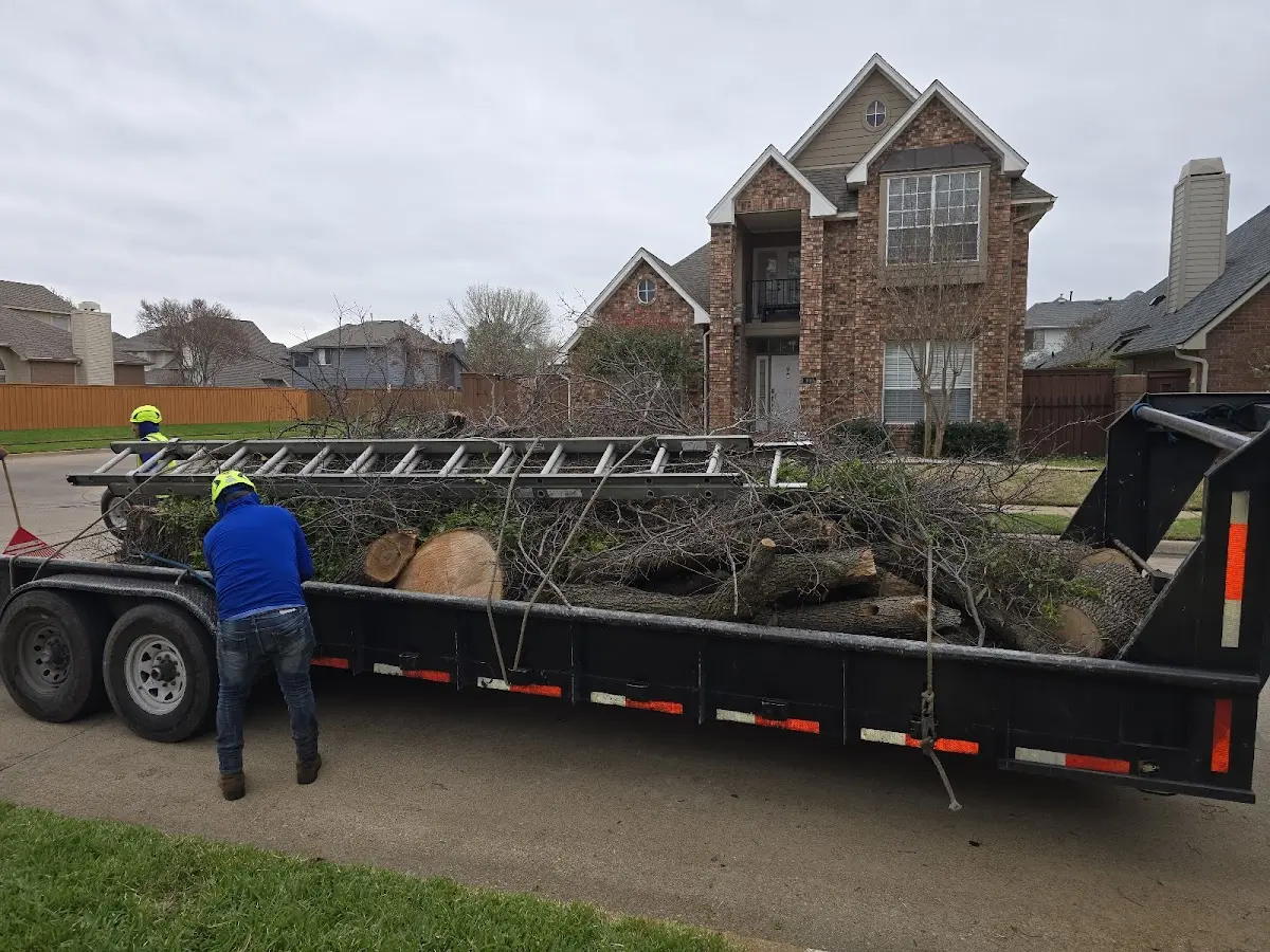 Expert Tree Removal with proper safety equipment in Chamois